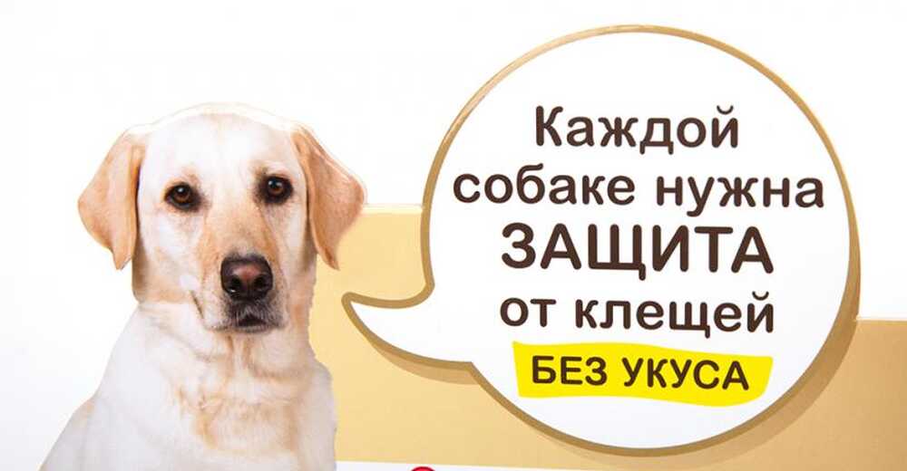 Хард-постер для препарата «Адвантикс»