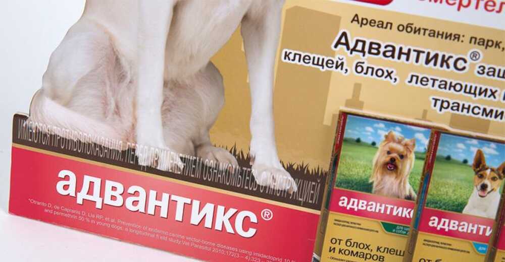 Хард-постер для препарата «Адвантикс»