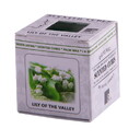 22532601/lily_of_the_valley